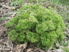 Serdecznik pospolity ‘Crispa’ (Leonurus cordifolia ‘Crispa’)